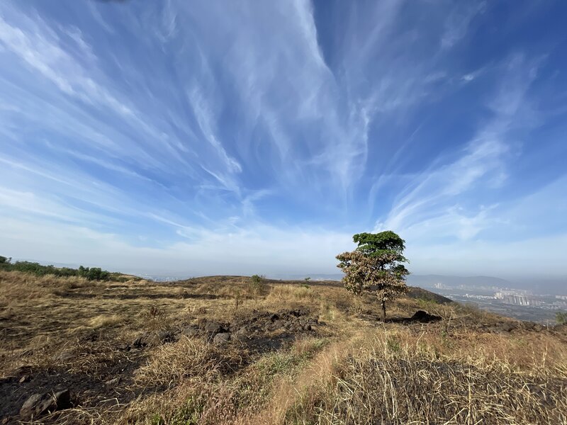 Tree and mystical clouds.