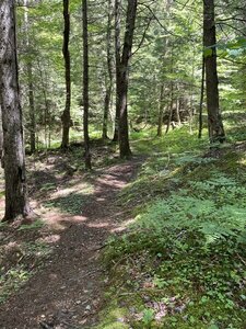 Singletrack on Gould Hill