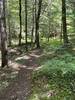 Singletrack on Gould Hill