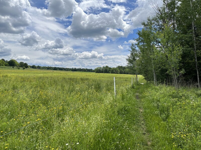 Singletrack next to cow field.