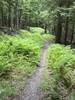 Singletrack through the trees.