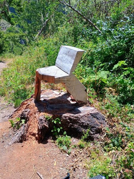 Cool Bench Cut from stump on the Wildcat (Toróma) Trail.