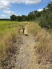 Trail running along the east side of field with my pup Rey