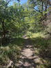 Trail taking you by the creek