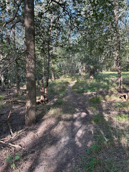 Nice singletrack trail