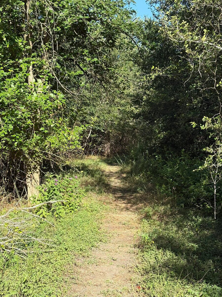 Singletrack trail
