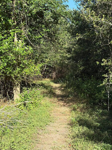 Singletrack trail