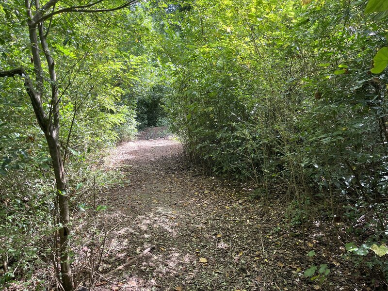 Jungle