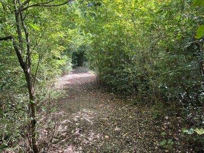 Jungle