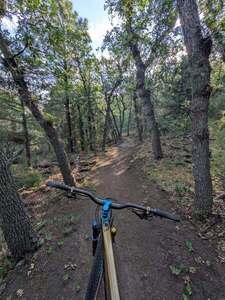 Ancient oak forest along First Spring trail.