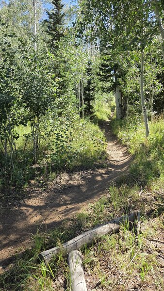 Sunset Singletrack