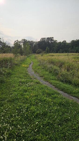 Singletrack by Ridge Rd.