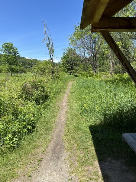 Singletrack in the field. Watch for walkers!