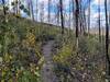 Gentle singletrack through recovering burn area.