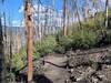 Gentle singletrack through recovering burn area.