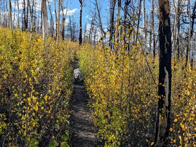 Gentle singletrack in recovering burn area.
