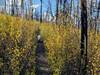 Gentle singletrack in recovering burn area.