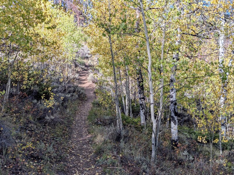 Gentle singletrack