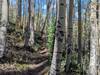 Gentle singletrack, can be narrow in spots.