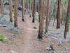 Gentle singletrack