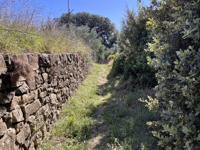 Upper part of "Guščici-Trail", recommend as downhill.