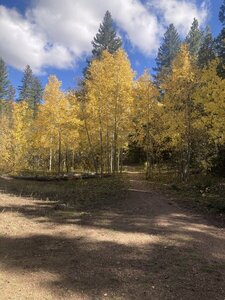 Nice stands of Aspen - this was early October