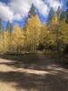 Nice stands of Aspen - this was early October.