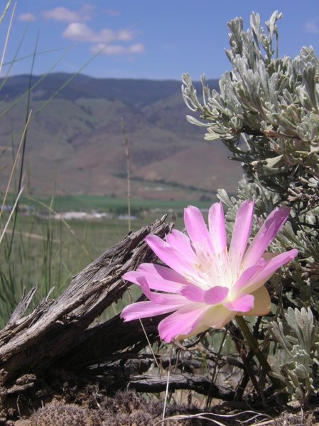 Bitterroot blooms along the Disco Hill Trails.