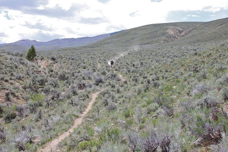 Fast trail at the end of the Rippey Loop.