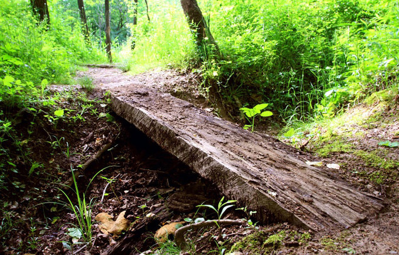 Squeeze Tree Bridge