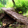 Squeeze Tree Bridge