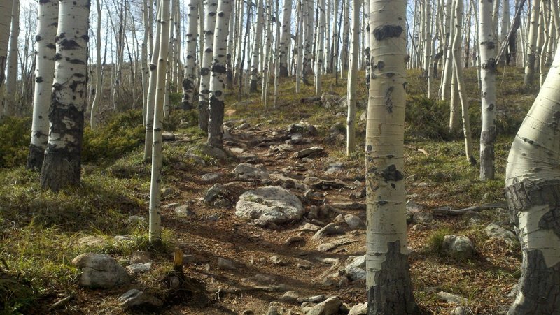 techy section in the aspens