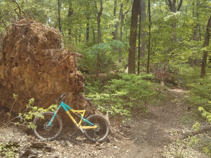 big tree down