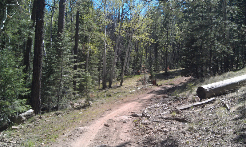 Nice little valley with aspen and Douglas fir, just before the going gets a bit tougher.