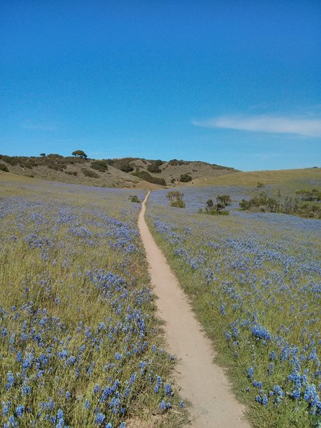 goat trail with lupine