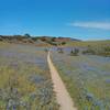 goat trail with lupine