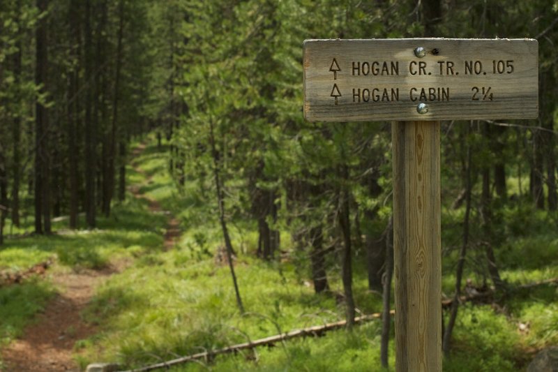 Hogan Creek Trail as it enters the trees before a quick descent.