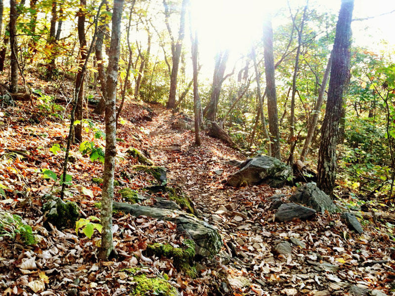 Climbing Middle Earth in October. Leafy.