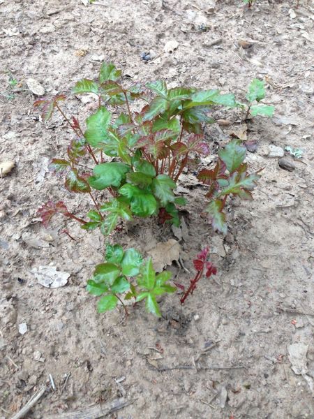 View of poison oak at Pine Mountain Lake Campground - Be careful!