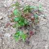 View of poison oak at Pine Mountain Lake Campground - Be careful!