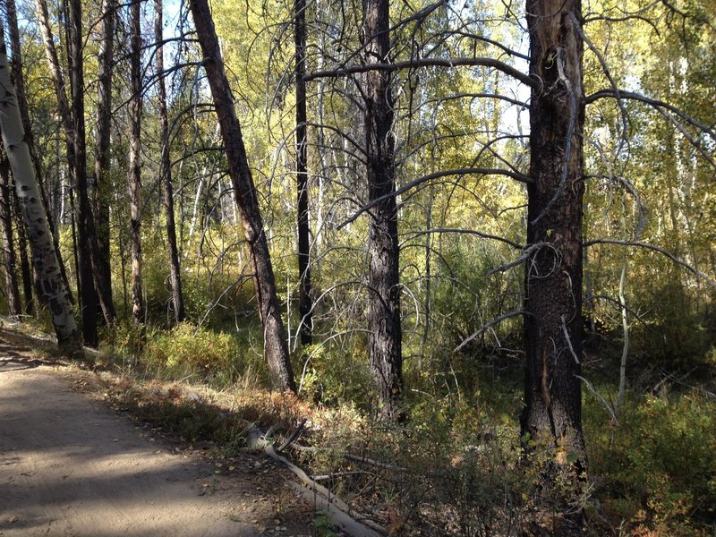 Rivers, and forests, and smooth trail oh my!