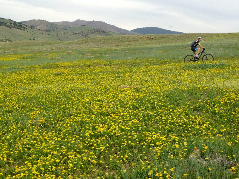 Boulder open space after a rain.