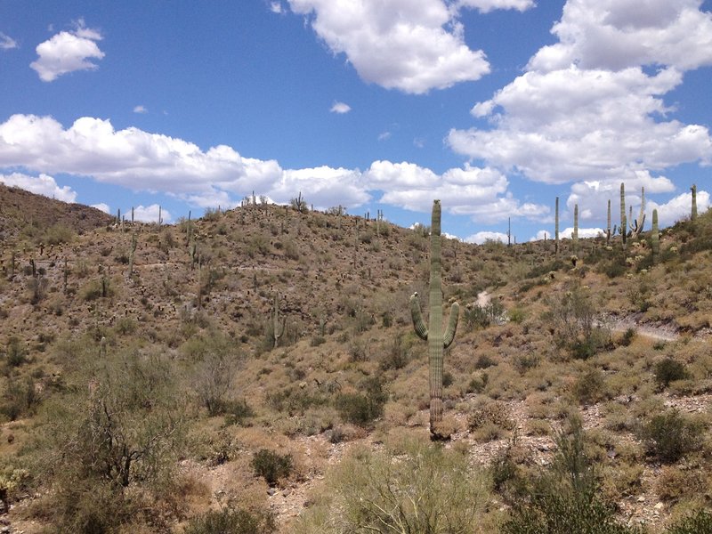 View up the trail to the summit