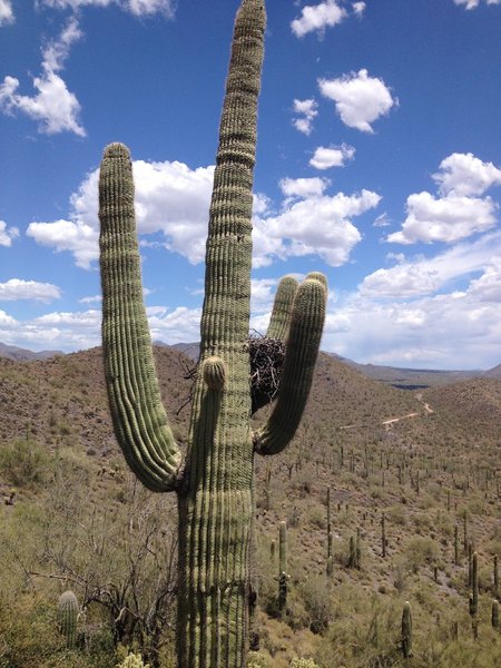 Great Horned Owl nest in saguaro just off the trail.