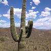 Great Horned Owl nest in saguaro just off the trail.