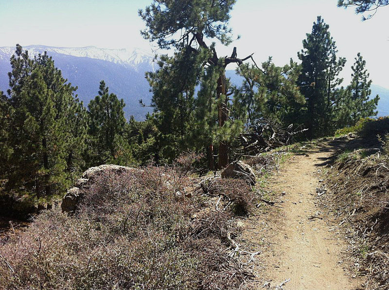 Newly built Skyline singletrack.