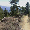 Newly built Skyline singletrack.