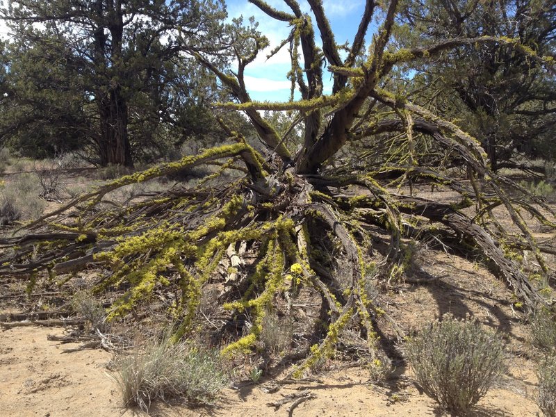 Nature's trailside art