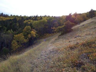 View South, into the Aspens