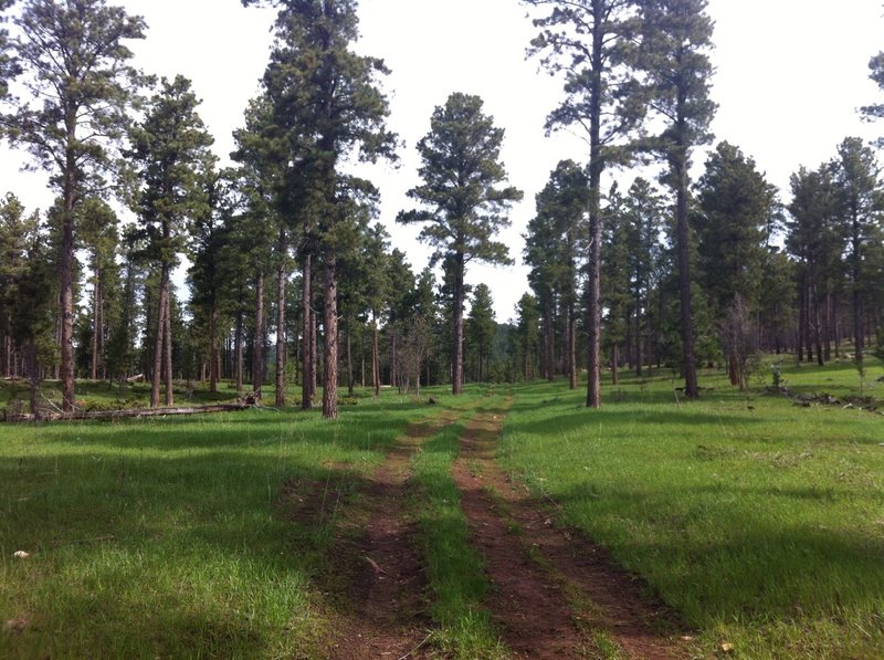 View of trail looking north